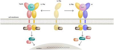 Modulation of Signaling Mediated by TSLP and IL-7 in Inflammation, Autoimmune Diseases, and Cancer